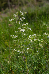 Shoots from the wild plant Galium palustre