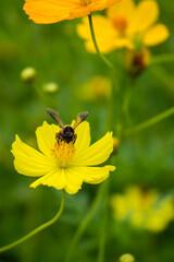 A bee sits on a yellow flower