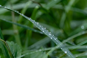 Naklejka premium Dew drops on single grass blade close-up