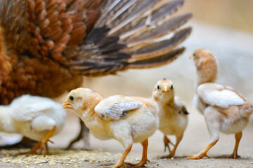 Chicken, farming and agriculture on grass, field or outdoor for free range eating, organic or...