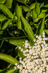 Flower buds and flowers of the Black Elder in spring, Sambucus nigra