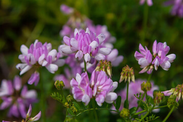 the flowers of Securigera varia - crownvetch, purple crown vetch