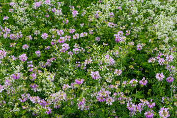 Fototapeta premium the flowers of Securigera varia - crownvetch, purple crown vetch