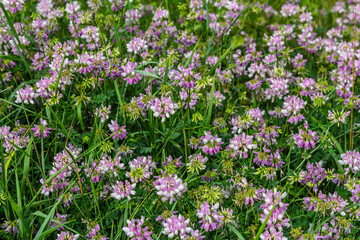 the flowers of Securigera varia - crownvetch, purple crown vetch