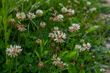 White clover flowers among the grass. Trifolium repens
