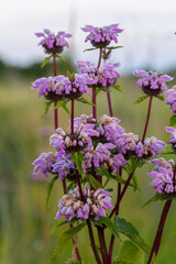 Phlomis Phlomoides tuberosa wildflowers on clear green background. Dark red stems with architectural whorls of lilac-pink flowers and wrinkled hairy leaves
