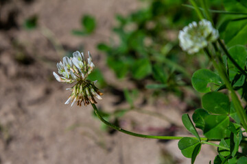 White clover flowers among the grass. Trifolium repens