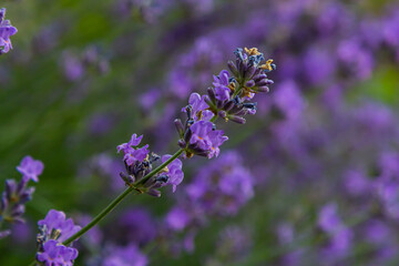 Lavandula angustifolia bunch of flowers in bloom, purple scented flowering bouquet of smelling beautiful plants