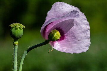 Beautiful violet poppies on a rural kitchen garden. Papaver somniferum, Opium poppy