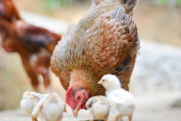 Chicken, farming and agriculture on grass, field or outdoor for free range eating, organic or sustainable farm. Poultry, birds or animal for protein, meat or pet in nature together for sustainability