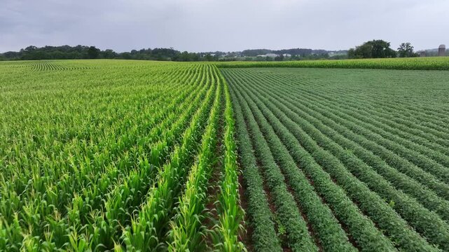 Farm fields with cultivation in rural area of american town. Aerial drone flyover. Rainy dark day in USA. Rural Countryside shot.