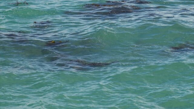 A New Zealand fur seals plays in the ocean near Oamaru, South Island