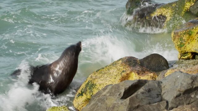 A New Zealand fur seals plays in the ocean near Oamaru, South Island