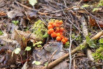 Cluster of orange berries on forest floor