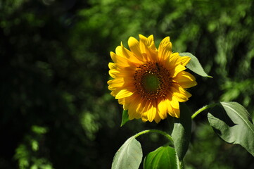 Fototapeta premium A single sunflower in the garden