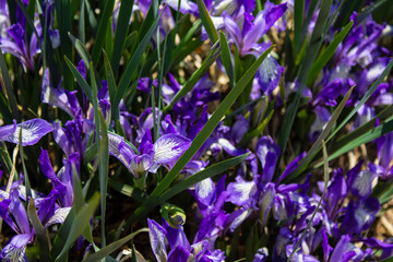 Iris versicolor is also commonly known as the blue flag, harlequin blueflag, larger blue flag,...