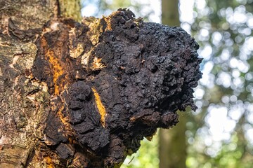 Chaga mushroom on birch tree in natural forest setting