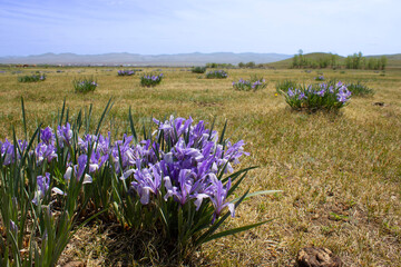 Iris versicolor is also commonly known as the blue flag, harlequin blueflag, larger blue flag,...