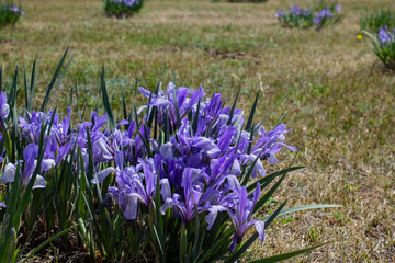 Iris versicolor is also commonly known as the blue flag, harlequin blueflag, larger blue flag,...