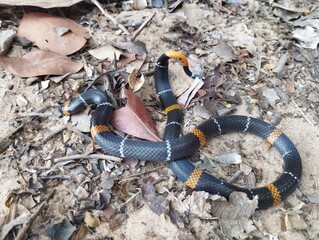 True coral (Micrurus hemprichii) in northern Tocantins, Brazil © Tiago