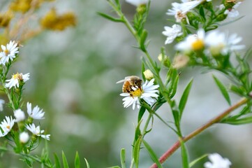 Bee on Daisy