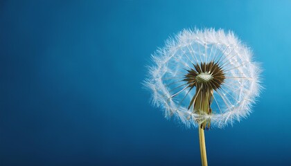 Fototapeta premium dandelion head, stem, head, blowball, seeds, light, growth, flying, beauty, weed, single