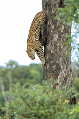 Obraz premium Leopard in a tree. This leopard Panthera pardus) was coming out a tree in Kruger National Park in South Africa