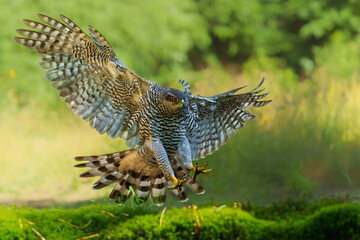 Northern goshawk (accipiter gentilis) searching for food and flying in the forest of Noord Brabant in the Netherlands