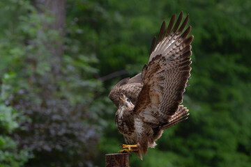 Common Buzzard (Buteo buteo) on a pole in the forest looking for other birds of prey in Noord Brabant in the Netherlands.  Green forest background