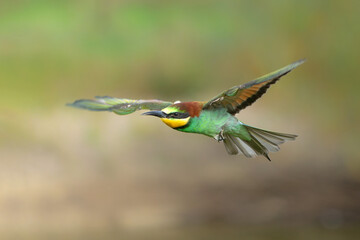 European bee-eater (Merops apiaster) in flight in Gelderland in the Netherlands.