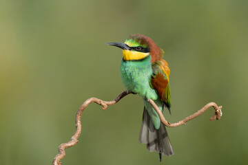 European bee-eater (Merops apiaster) sitting on a branch in Gelderland in the Netherlands.