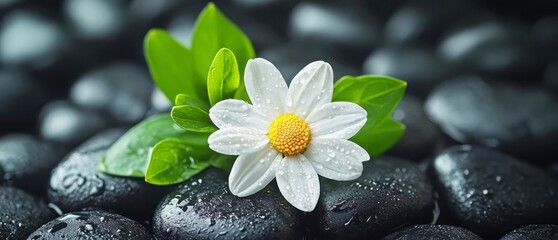 daisy with pebble stones and green leaves, spa and wellness concept
