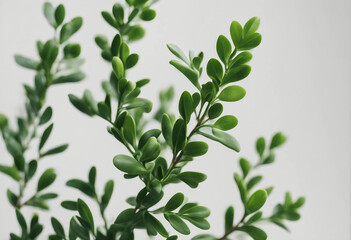 Fototapeta premium Green boxwood branch isolated on white or transparent