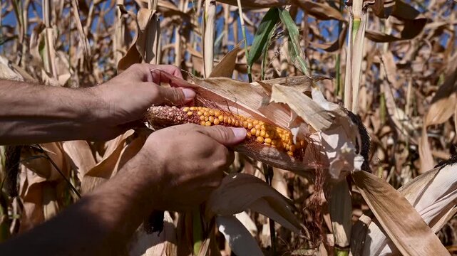 Farmer inspecting crops. Weak corn crop. A drought that destroyed crops. Lack of precipitation harms the corn harvest. Poor corn harvest. Farmer's hands open corn cob. 