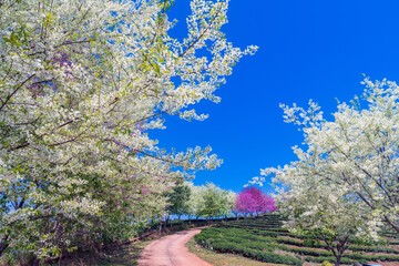 Fototapeta premium Colorful wild himalayan cherry (sakura) flower among Tea plantation at Doi Angkhang , Chiangmai , Thailand.