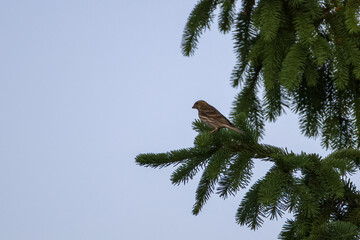 A house sparrow (Passer domesticus) is perched on a spruce branch, calmly observing the...