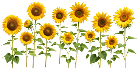 Set of sunflower field isolated on white background. AI GENERATED
