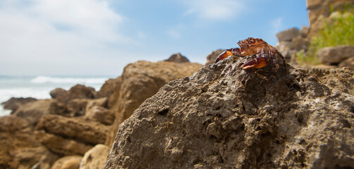Marbled rock crab or pachygrapsus marmoratus