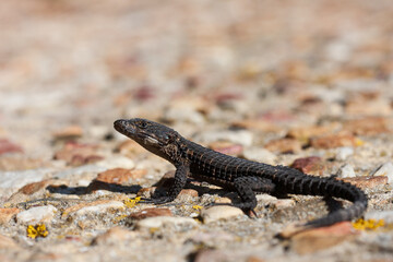 The black girdled lizard (Cordylus Niger) is a medium-sized lizard restricted to Table Mountain on the Cape Peninsula, South Africa.