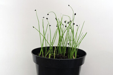 Chives seedlings with a seed coat at the top growing in a pot, white background