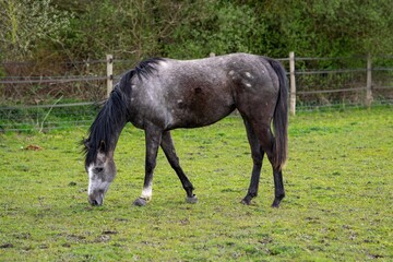Obraz premium horse eating grass