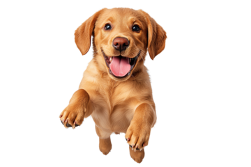 A playful golden retriever jumping with joy, showcasing its friendly and energetic personality in a vibrant setting.