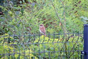 A portrait of a brown female red-backed shrike sitting on a fence made of welded wire mesh panels, blurred trees and shrubs in the background