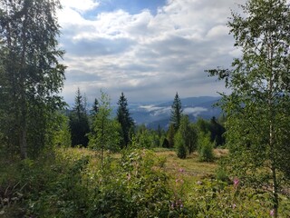 pine forest in the mountains. Fog over Carpathians.