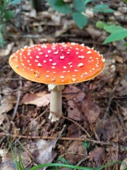 amanita muscaria fly agaric