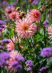 Obraz premium variety flowers field on the sunny day.