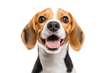 Adorable beagle dog with a cheerful expression, showcasing its playful personality and bright eyes.