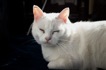 Sleepy white cat portrait photo