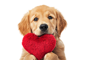 Adorable golden retriever puppy holding a red heart, symbolizing love and affection. Perfect for pet lovers and Valentine's themes.