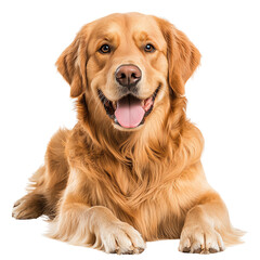Obraz premium Charming golden retriever lying down, showcasing a friendly smile and soft fur, perfect for pet-related themes.